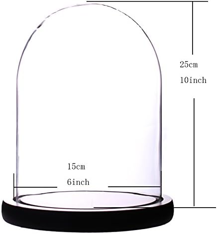 צנצנת פעמון זכוכית צנצנת תצוגה עם כיפת בסיס עץ שחור דיא 6 x H 10